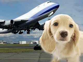 Airlines Moving Pets